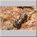 Dipogon subintermedius - Wegwespe 01a 7mm Sandgrube Niedringhaussee.jpg